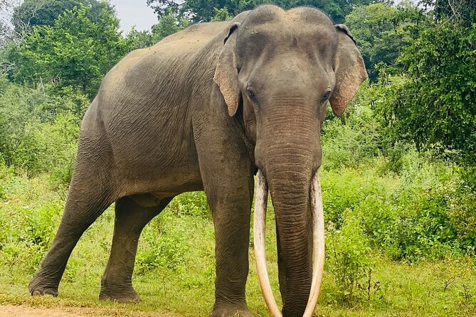 Safari with Sheran Udawalawe National Park - Practical details before you go