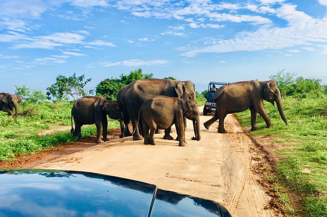 Safari with Sheran Udawalawe National Park - What the four-hour 4x4 safari feels like