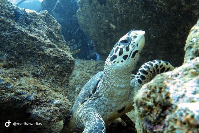 Scuba Diving at Unawatuna - GoPro photos and what they add