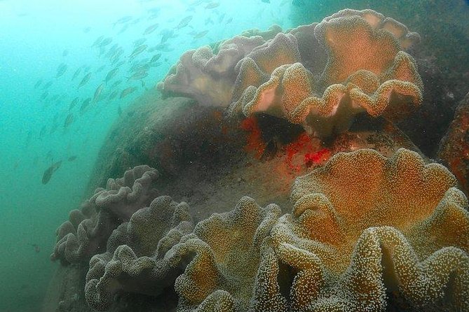 Scuba Diving For Beginners - Learning the basics before entering the sea