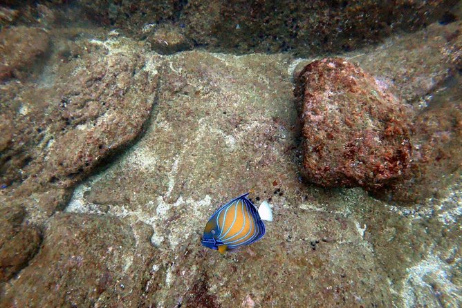 Scuba Diving in Mirissa - Key points to know before booking