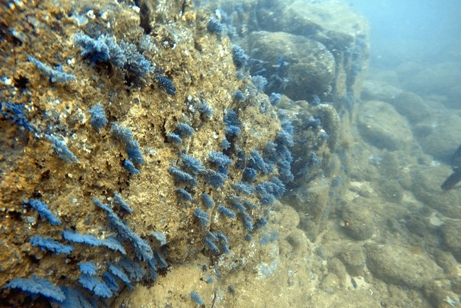 Scuba Diving in Mirissa - Starting in Mirissa at 6:00 AM