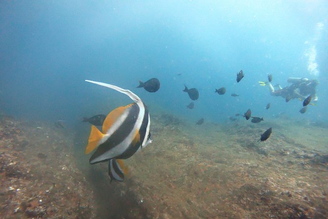 Scuba Diving in Mirissa - Who will get the most from this experience