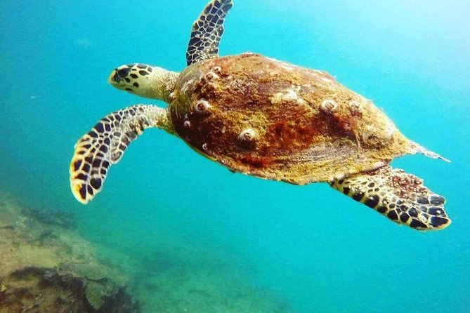 Scuba Diving in Mirissa - Practical questions to ask before you pay