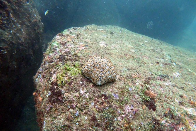 Scuba Diving in Unawatuna - Who will enjoy this most