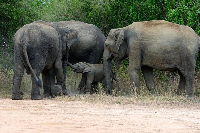 Shore Excursion Hambantota Port to Yala Safari and Come back(All Inclusive) - Key points to know before booking