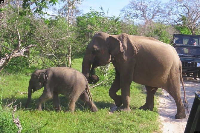 Shore Excursion Hambantota Port to Yala Safari and Come back(All Inclusive) - What makes Yala different from a quick wildlife drive