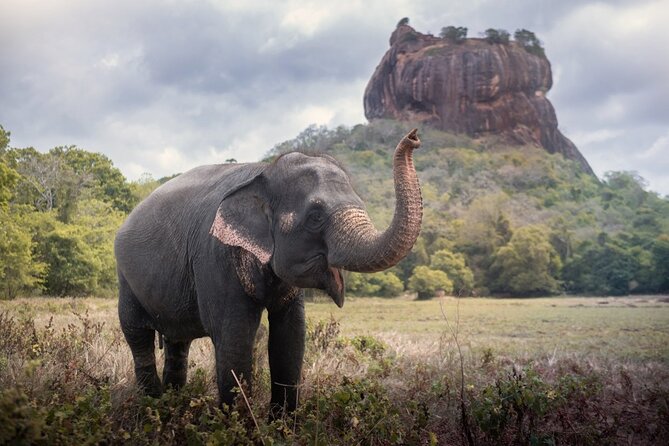 Sigiriya and Dambulla Cave Temple Private Day Trip From Bentota - Sigiriya’s art, views, and royal story