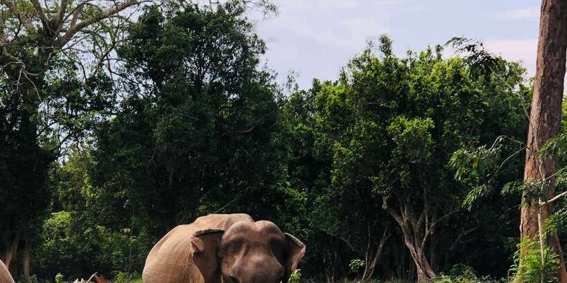 Sigiriya and Dambulla Private Full-Day Tour - Lunch, local food, and the village visit
