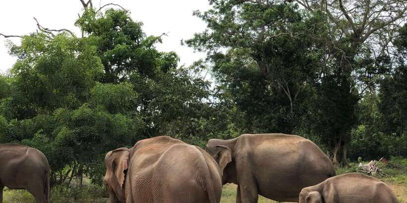Sigiriya and Dambulla Private Full-Day Tour - The long road from Colombo, Kandy, or the coast