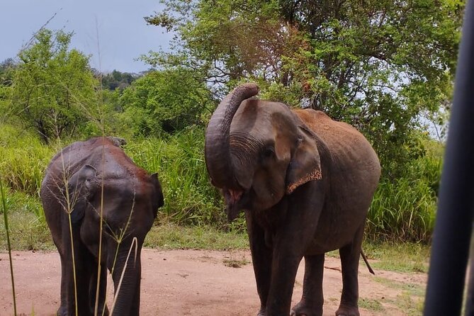 Sigiriya, Dambulla and Minneriya National Park Private Tour In - One long day from Kandy, three very different experiences