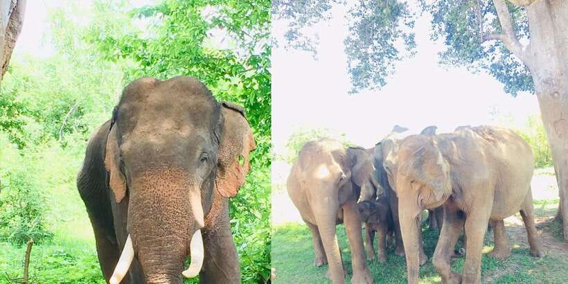 Sigiriya, Dambulla, and Village Safari Day Tour from Negombo - What the $90 price really includes