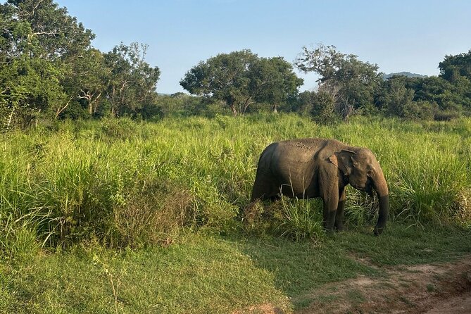 Sigiriya Dambulla Wonders Day Trip from Kandy - Is $120.43 good value for three people?