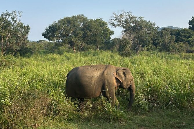 Sigiriya Dambulla Wonders Day Trip from Kandy - Should you book the Sigiriya and Dambulla trip?