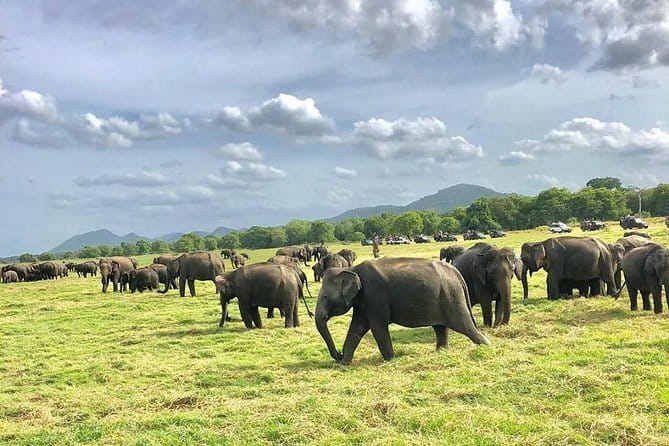 Sigiriya Hike & Minneriya Safari Private Full Day Tour - What the private format adds