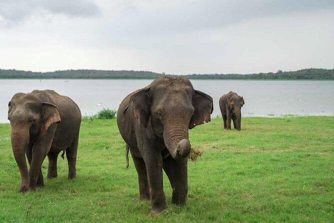 Sigiriya Hike & Minneriya Safari Private Full Day Tour - The real price of the day