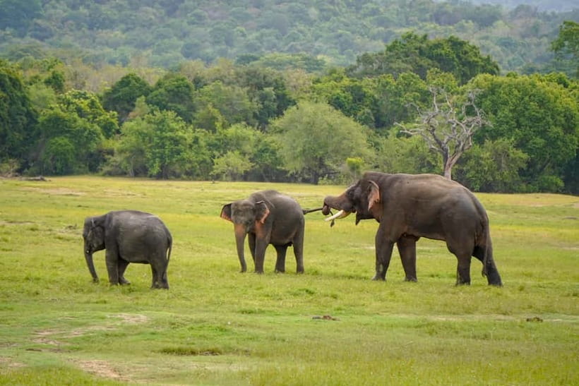 Sigiriya Lion Rock Hike & Minneriya National Park Safari - Key points to know before booking