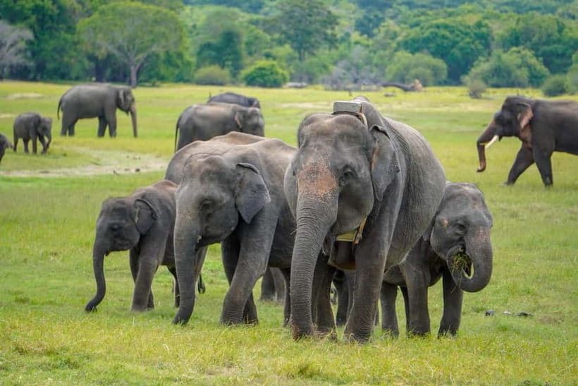 Sigiriya Lion Rock Hike & Minneriya National Park Safari - A lunch stop with room for local flavor
