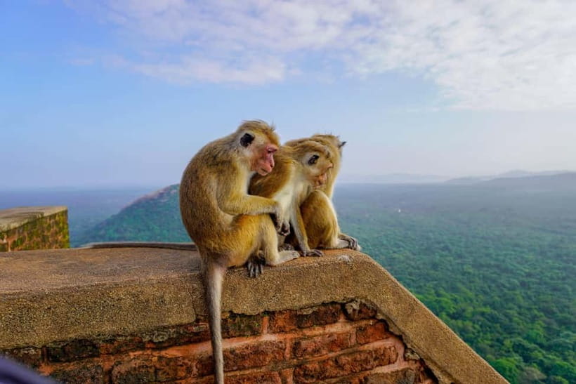 Sigiriya Lion Rock Hike & Minneriya National Park Safari - Weather and road conditions can reshape the day