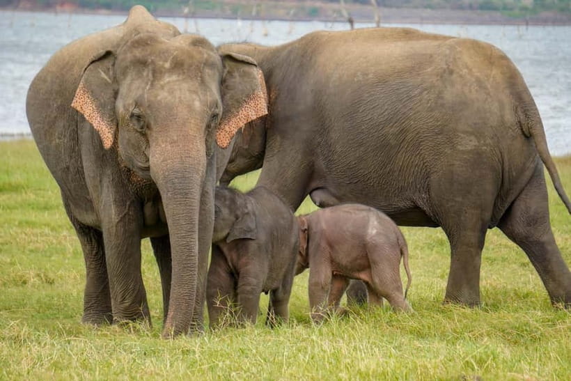 Sigiriya Lion Rock Hike & Minneriya National Park Safari - Who will enjoy this day most