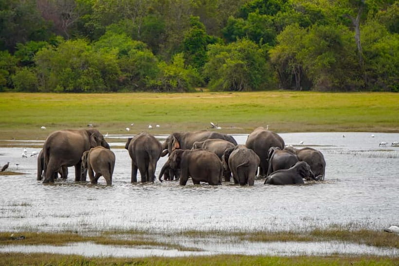 Sigiriya Lion Rock Hike & Minneriya National Park Safari - Why an early start makes a difference