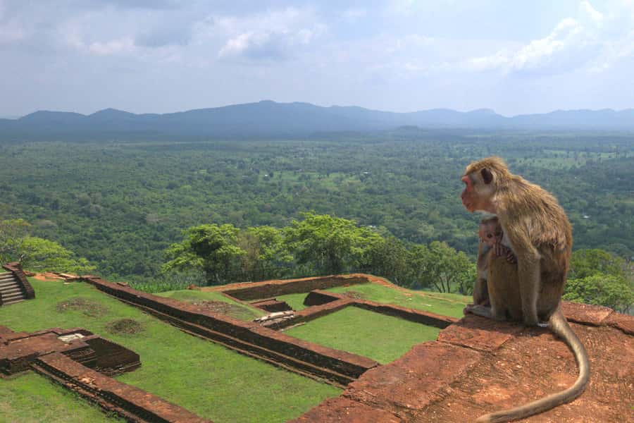 Sigiriya: Sigiriya or Pidurangala Sunrise/Sunset Hike - The driver is your transport host, not your hiking guide