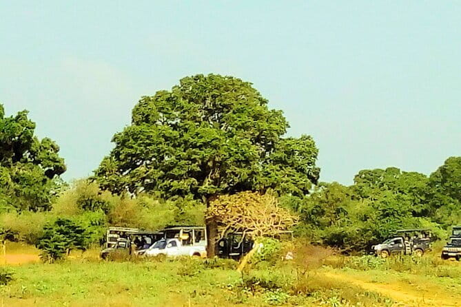 Sinharaja Rain Forest Day Tour from Mirissa, Galle, Bentota Area - A homemade Sri Lankan lunch