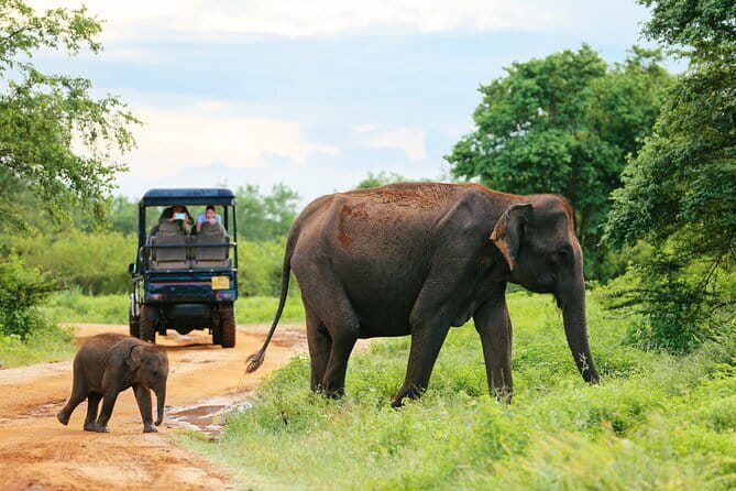 Sinharaja Rain Forest Day Tour from Mirissa, Galle, Bentota Area - Who should book this forest trip