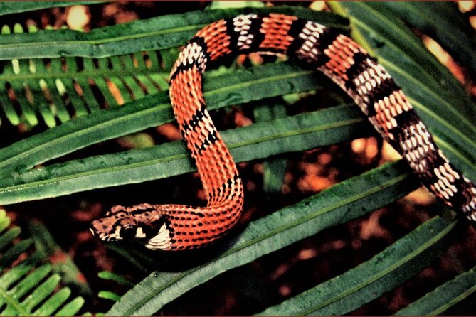 Sinharaja Rain Forest Guided Day Tour - Why Sinharaja feels different from an ordinary forest walk