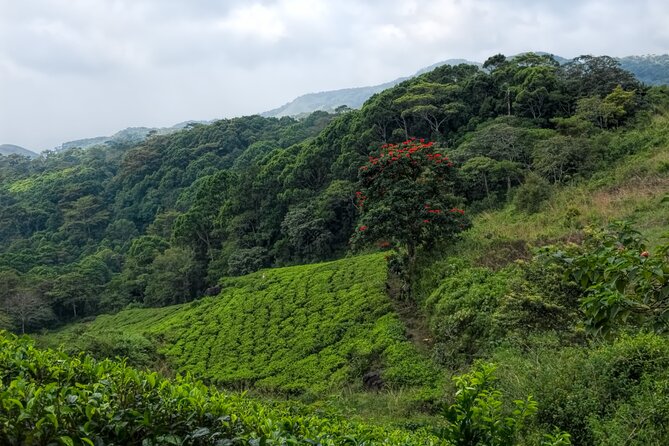 Sinharaja Rain Forest Guided Day Tour - Meeting at Mederipitiya and setting expectations