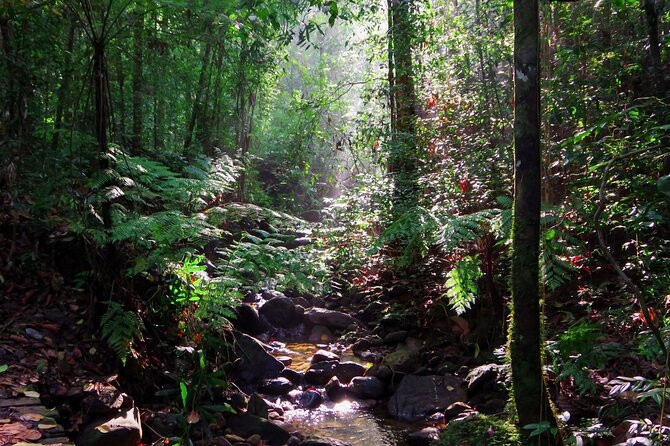 Sinharaja Rain Forest Guided Day Tour - Walking beside Gin Ganga