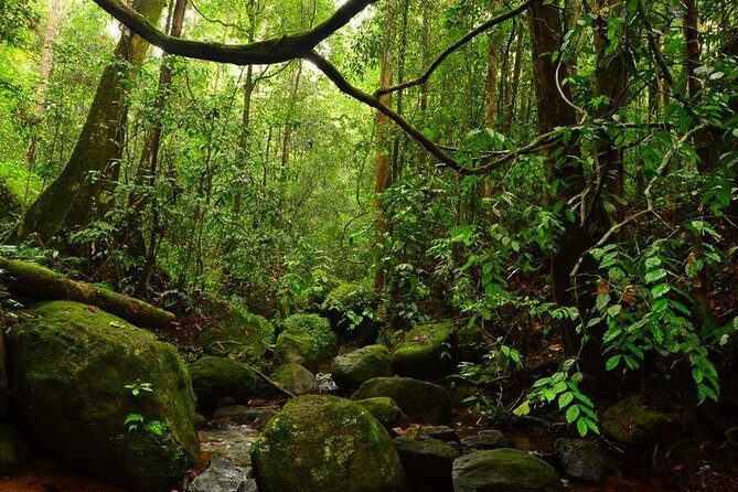 Sinharaja Rain Forest Guided Day Tour - A guide who can turn sightings into stories