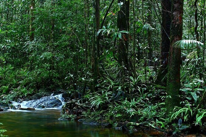 Sinharaja Rain Forest Guided Day Tour - Homemade rice and curry in the middle of the walk