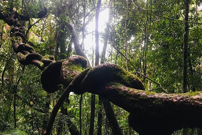 Sinharaja Rain Forest Guided Day Tour - What the $29.90 price represents
