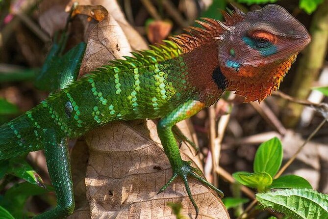 Sinharaja Rain Forest Guided Day Tour - Six hours among endemic trees and wildlife