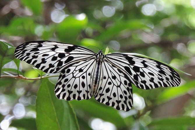 Sinharaja Rain Forest Tours (Full Day) - Key points before you book