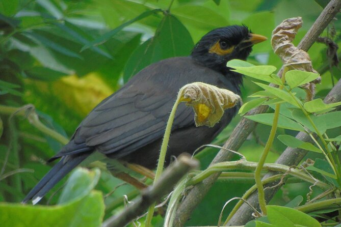 Sinharaja Rain Forest Tours (Full Day) - Why this Sinharaja tour takes all day