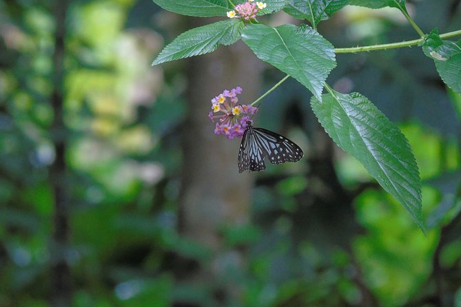 Sinharaja Rain Forest Tours (Full Day) - Natural fish therapy in a forest stream