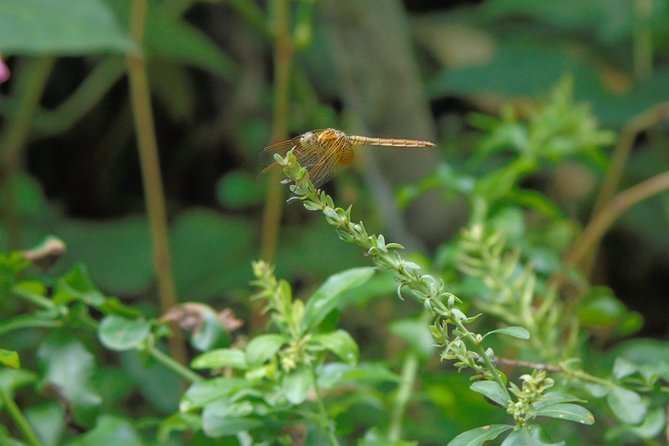Sinharaja Rain Forest Tours (Full Day) - Leeches, clothing, and the equipment you need