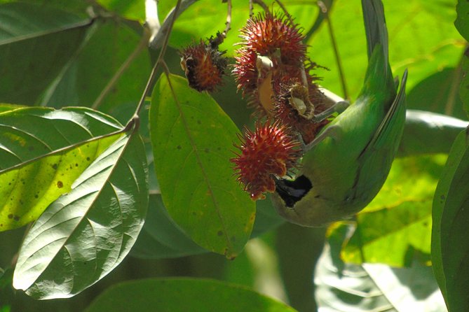 Sinharaja Rain Forest Tours (Full Day) - Lunch and the value of the $30 price