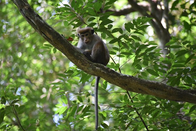 Sinharaja Rain Forest Tours (Full Day) - The forest walk: what you will actually do