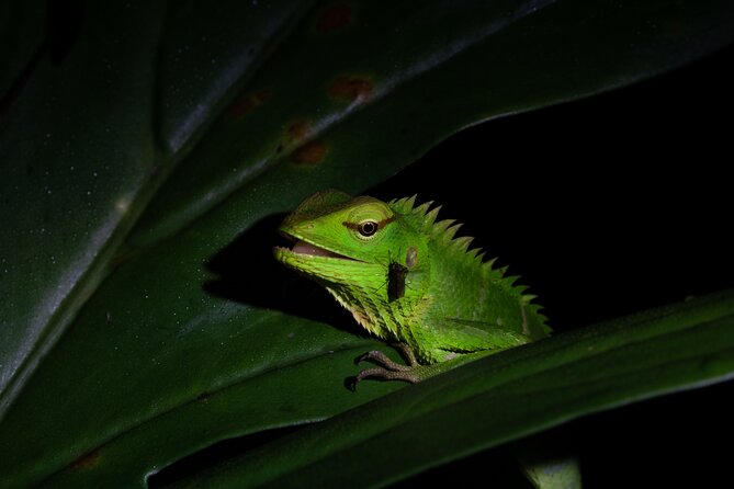 Sinharaja Rainforest Day Tour By Rainforest Expedition - What the $42 price really buys