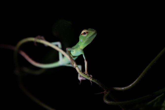Sinharaja Rainforest Day Tour By Rainforest Expedition - Who will get the most from this outing