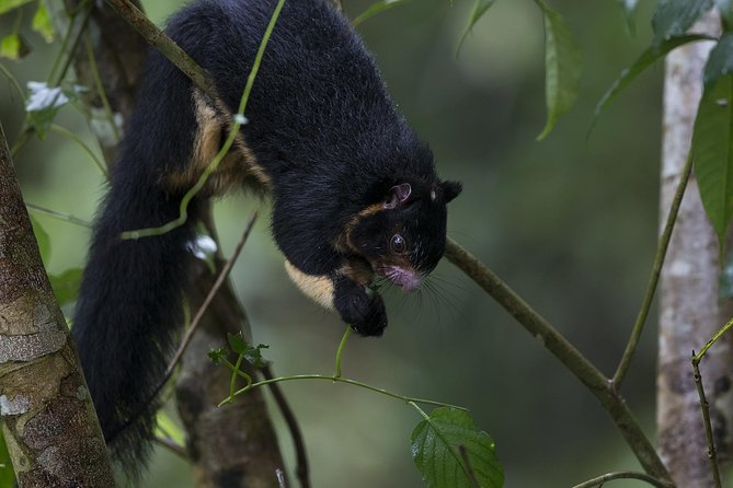 Sinharaja' rainforest - Discovery Tour (half day) - Lunch after the trail