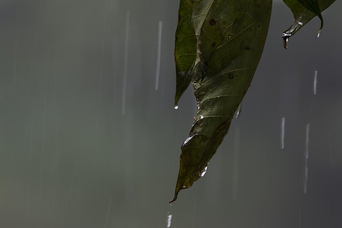 Sinharaja' rainforest - Discovery Tour (half day) - Swimming and a possible tea plantation visit
