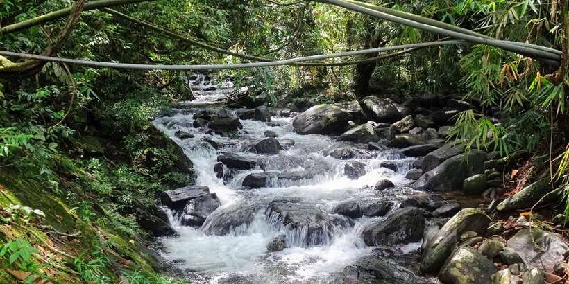 Sinharaja Rainforest Private & Customize Tour - Five hours among trees, birds, reptiles, and running water