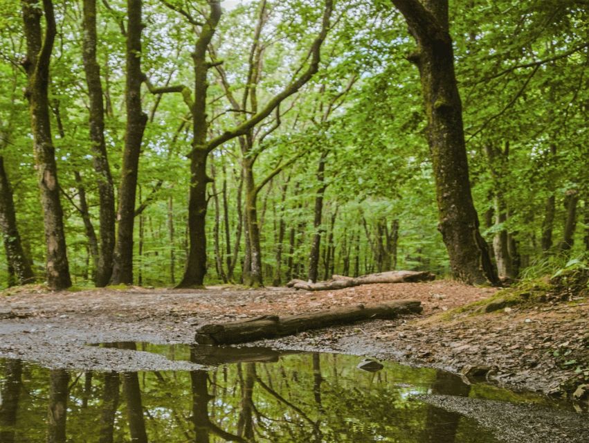 Sinharaja Rainforest Private & Customize Tour - Who should book this rainforest outing?