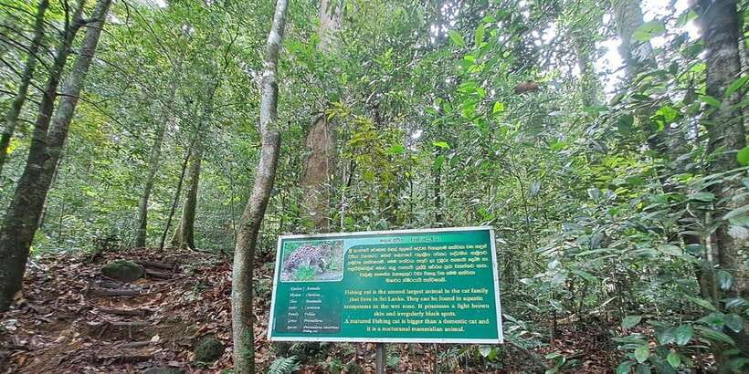 Sinharaja Rainforest Tour - Who will enjoy this Sinharaja excursion