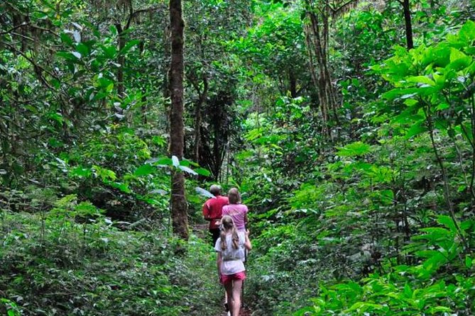 Sinharaja Rainforest Trekking Private Day Trip with Local Lunch - Why Sinharaja is worth the long day from Bentota
