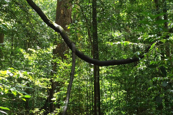 Sinharaja Rainforest Trekking Private Day Trip with Local Lunch - A Sri Lankan lunch that suits the setting